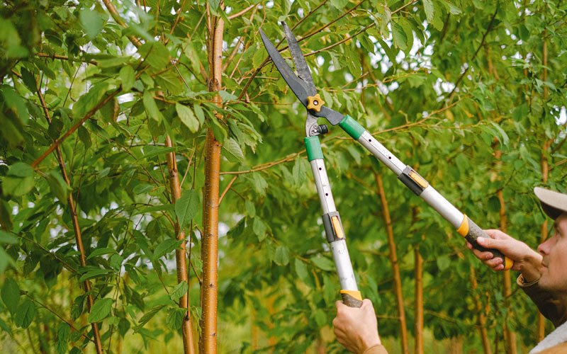 Tree trimming in Avoca, IA